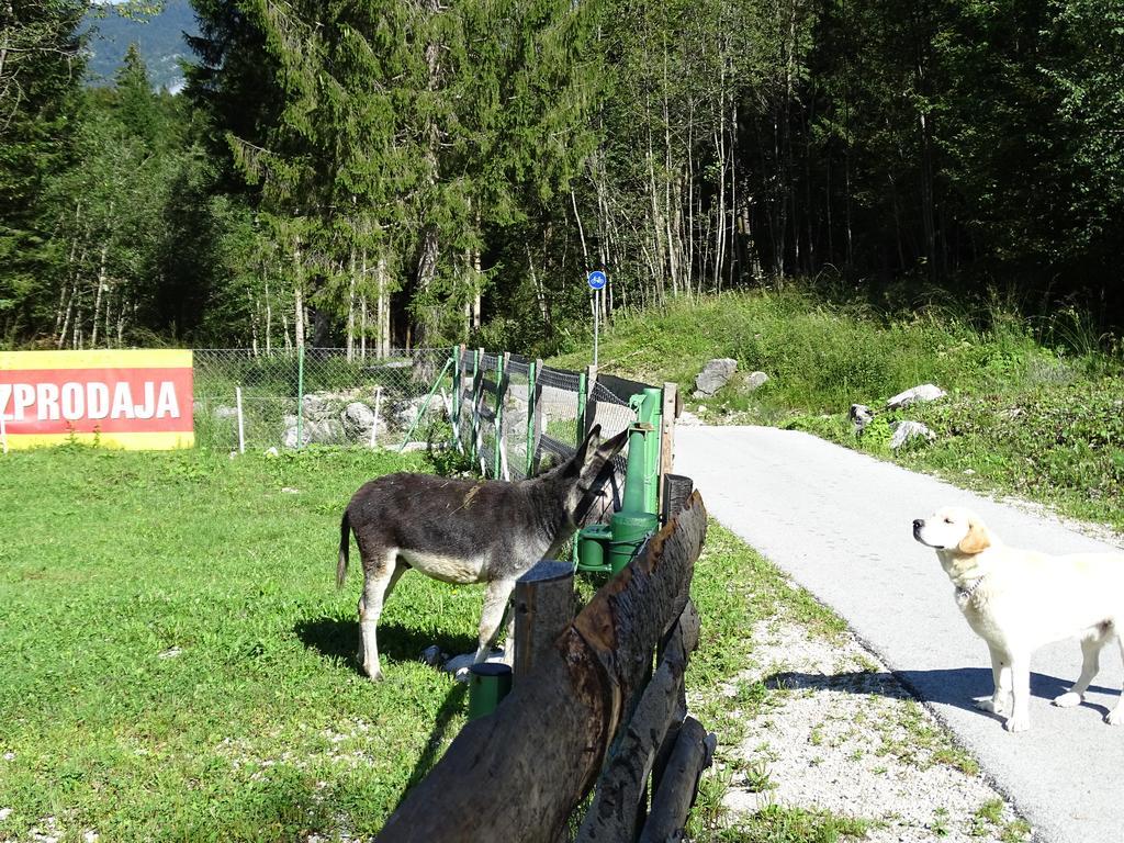 Guest House Pr'Kosnik Bohinj Exterior photo